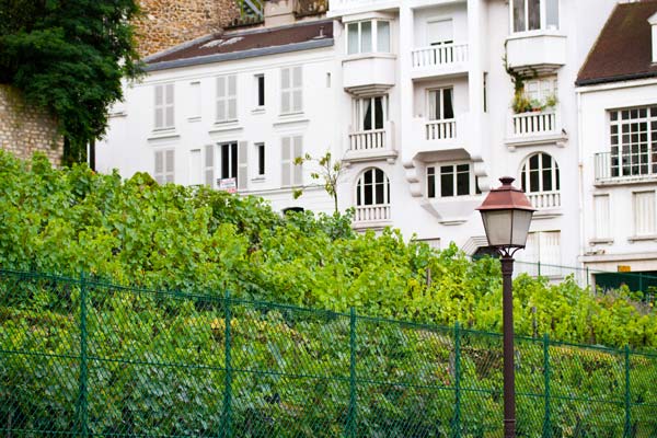 bacchus-and-clio-montmartre-vignes Bacchus and Clio – Montmartre – Vignes